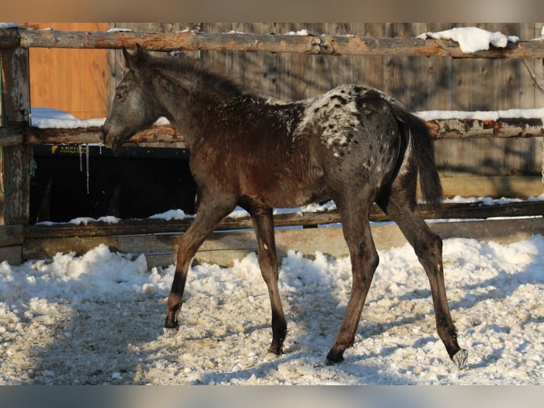 Appaloosa Mix Mare 1 year 15,1 hh Black in Globoko
