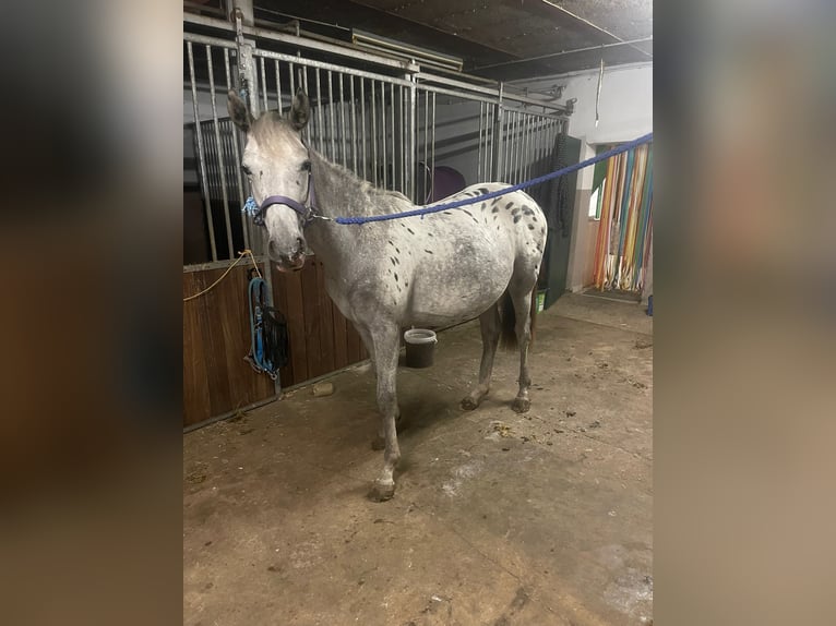 Appaloosa Mare 1 year 16 hh in Xanten