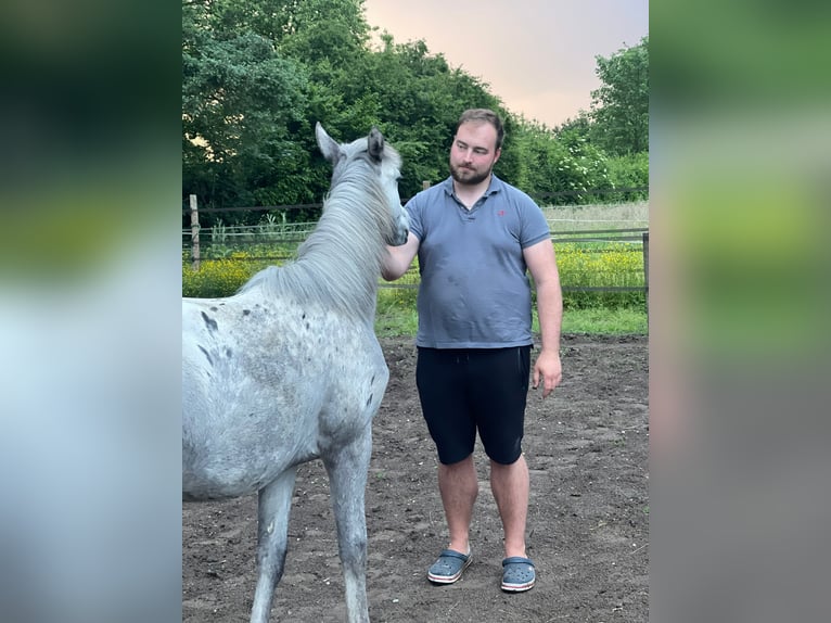 Appaloosa Mare 1 year 16 hh in Xanten