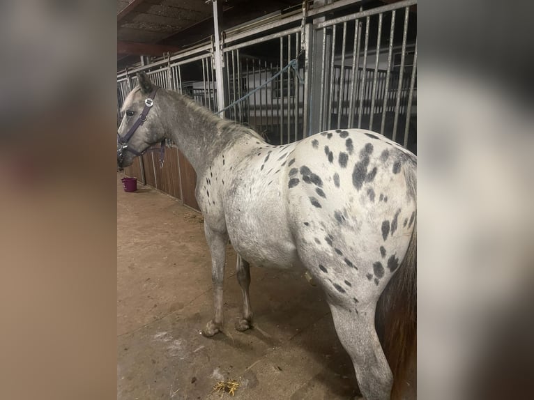 Appaloosa Mare 1 year 16 hh in Xanten