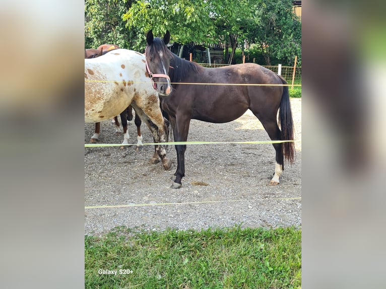 Appaloosa Mix Mare 1 year Black in 5166 Perwang am Grabensee