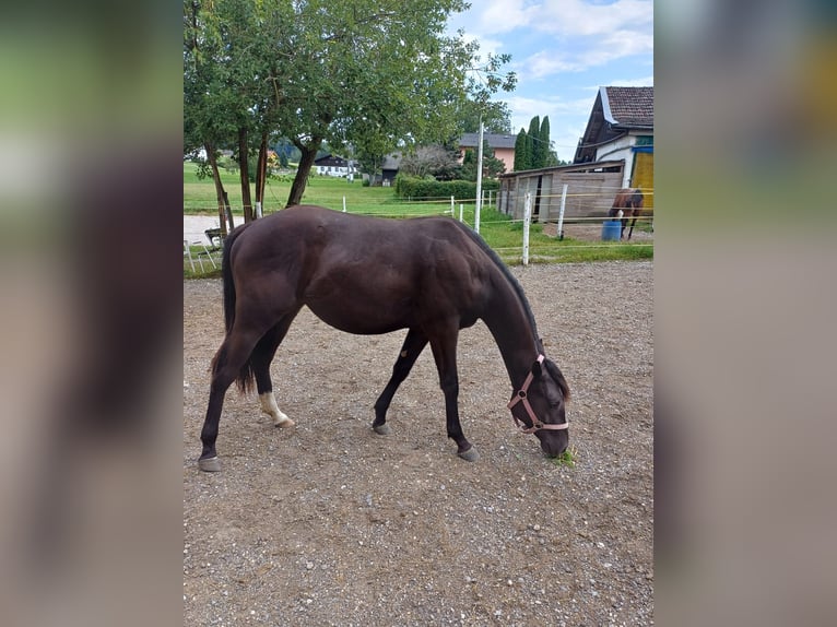 Appaloosa Mix Mare 1 year Black in 5166 Perwang am Grabensee