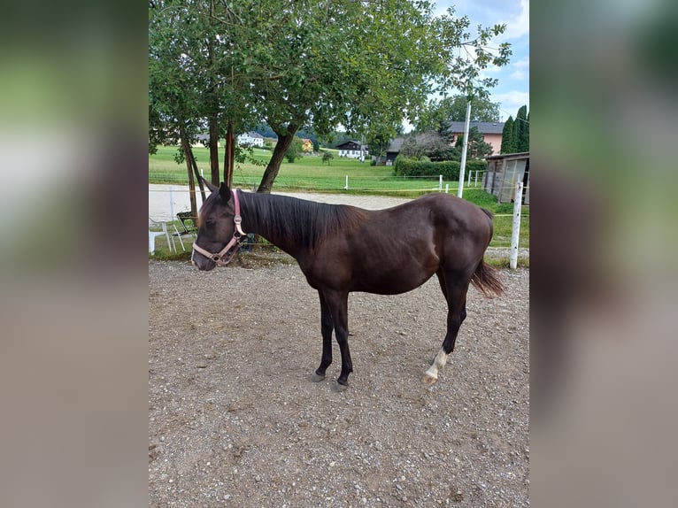 Appaloosa Mix Mare 1 year Black in 5166 Perwang am Grabensee