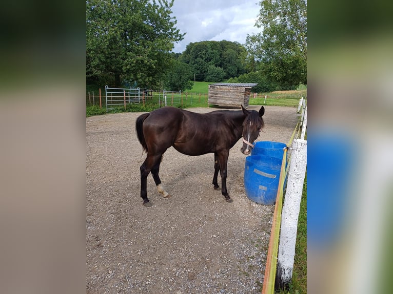 Appaloosa Mix Mare 1 year Black in 5166 Perwang am Grabensee