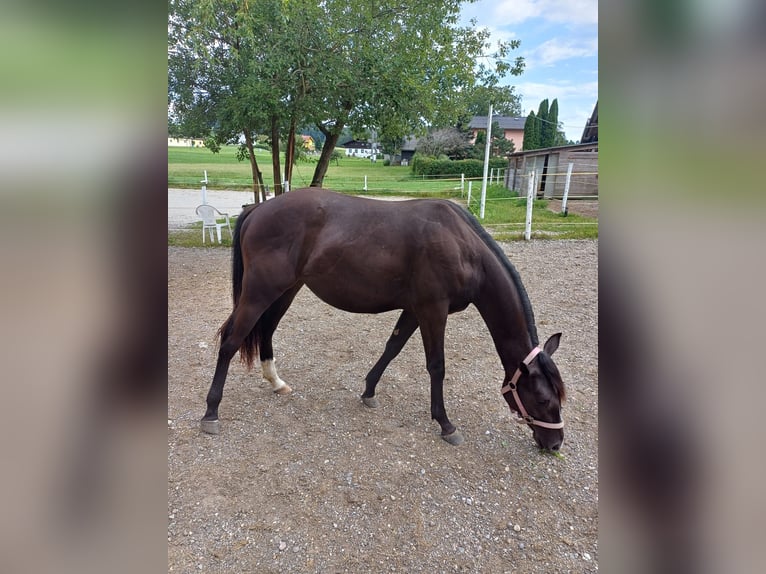 Appaloosa Mix Mare 1 year Black in 5166 Perwang am Grabensee