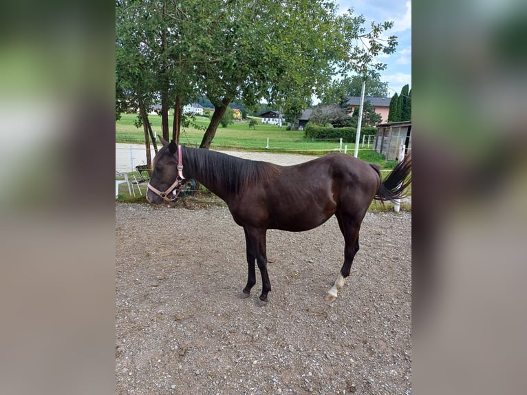 Appaloosa Mix Mare 1 year Black in 5166 Perwang am Grabensee