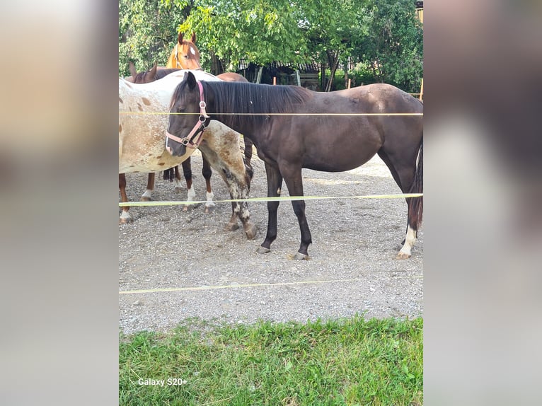 Appaloosa Mix Mare 1 year Black in 5166 Perwang am Grabensee