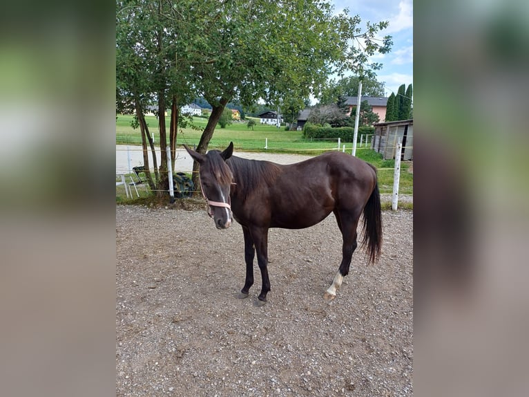 Appaloosa Mix Mare 1 year Black in 5166 Perwang am Grabensee