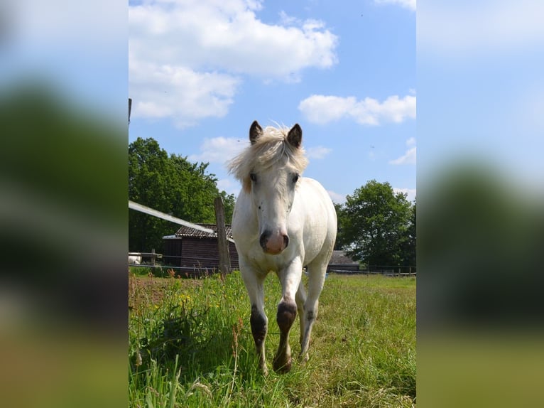 Appaloosa Mare 1 year Brown in La Roche-en-Ardenne