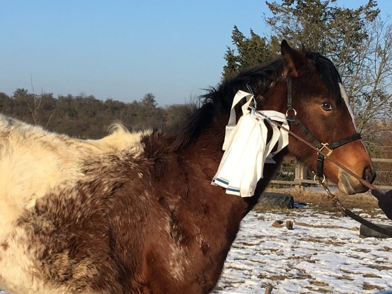 Appaloosa Mare 1 year Brown in Brno