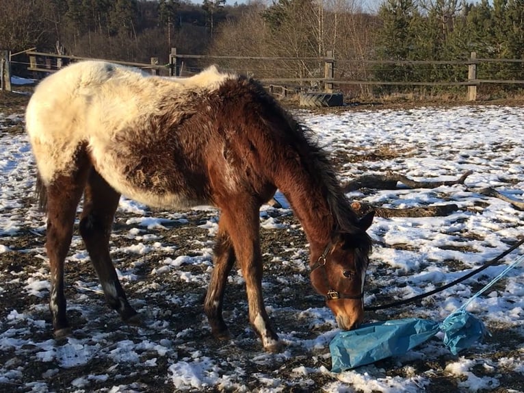 Appaloosa Mare 1 year Brown in Brno