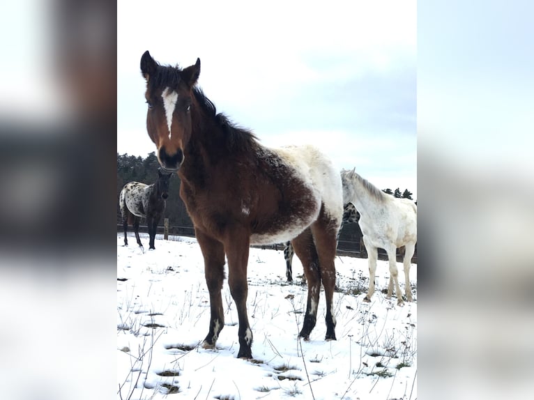 Appaloosa Mare 1 year Brown in Brno