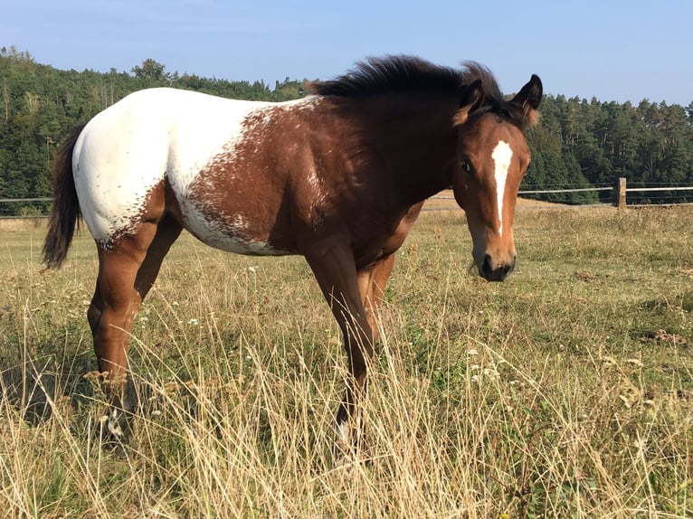 Appaloosa Mare 1 year Brown in Brno