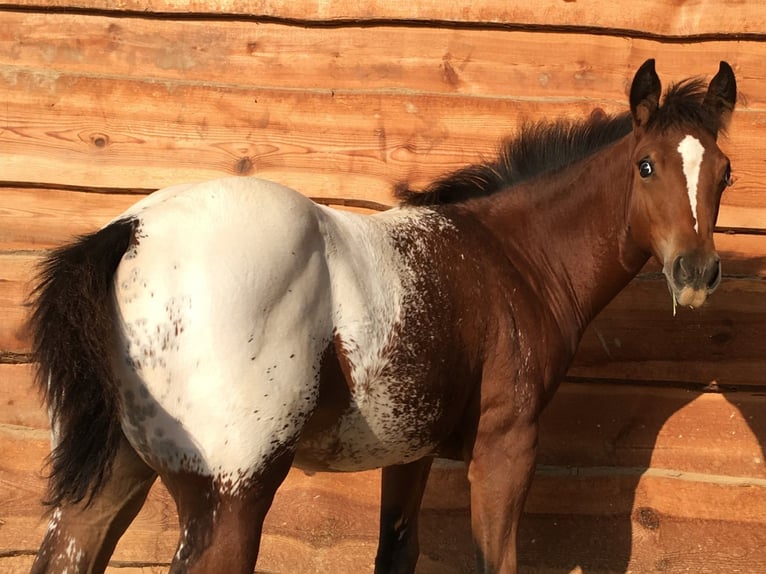 Appaloosa Mare 1 year Brown in Brno