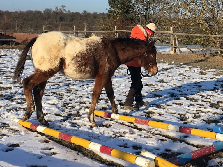 Appaloosa Mare 1 year Brown in Brno