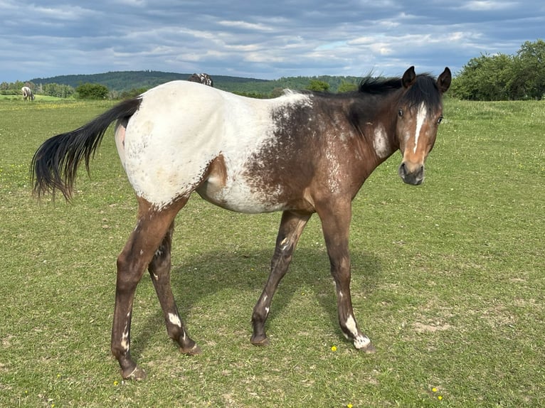 Appaloosa Mare 1 year Brown in Velka Bites