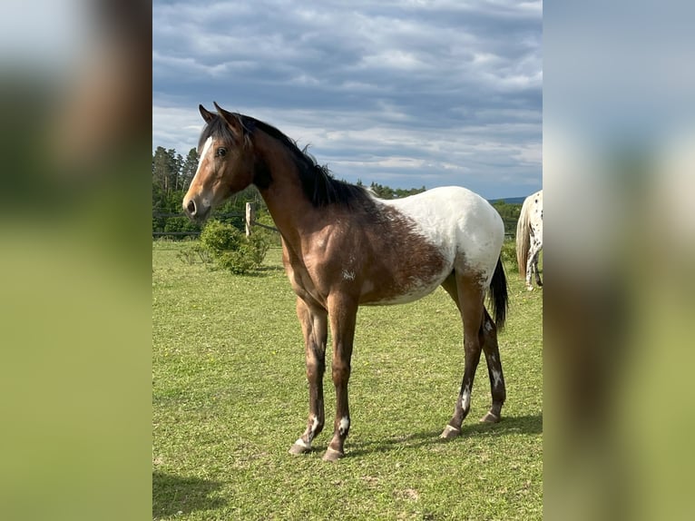 Appaloosa Mare 1 year Brown in Velka Bites