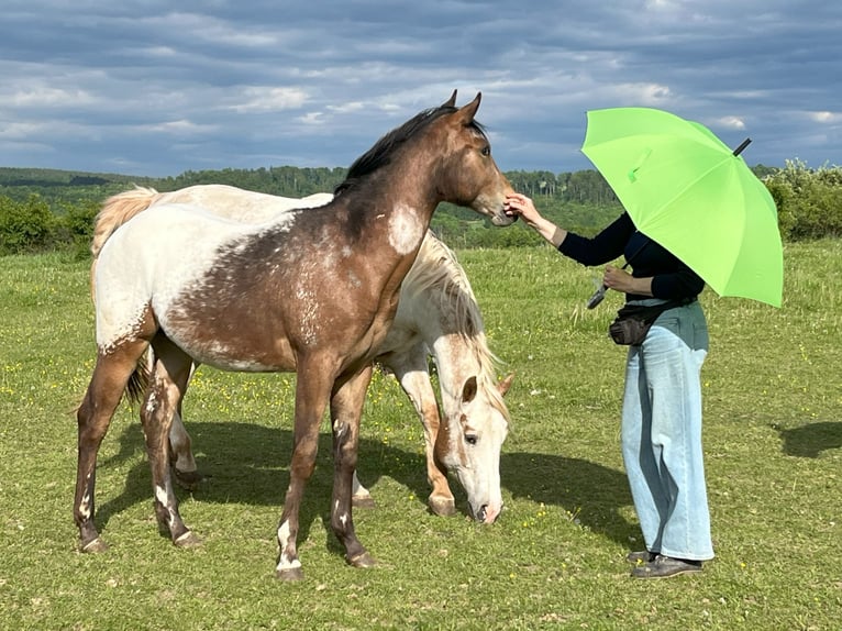 Appaloosa Mare 1 year Brown in Velka Bites