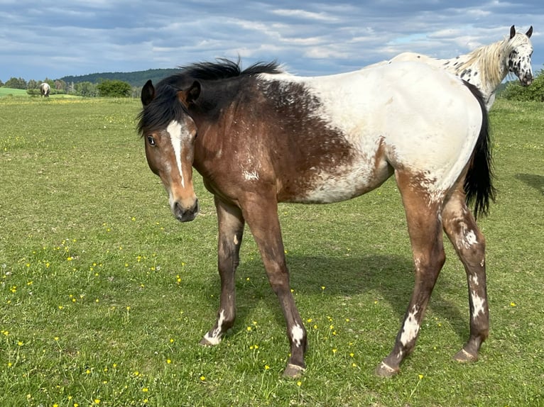 Appaloosa Mare 1 year Brown in Velka Bites