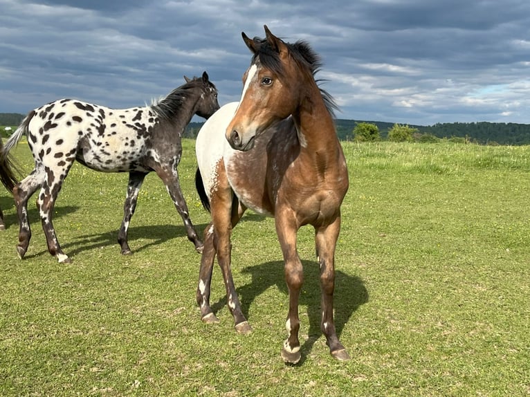 Appaloosa Mare 1 year Brown in Velka Bites