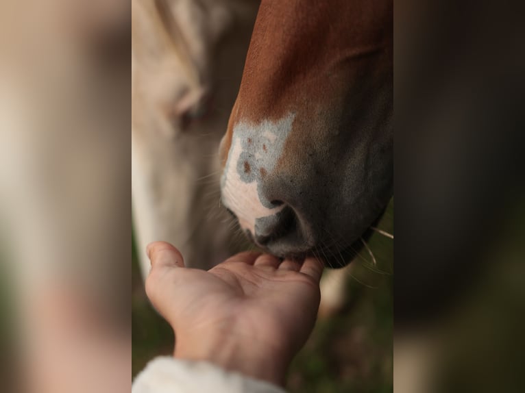 Appaloosa Mare 1 year Brown in Chaudefonds sur Layon Appaloosa Mare 1 year Brown in Chaudefonds sur Layon