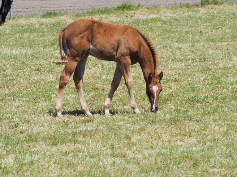 Appaloosa Mare 1 year Chestnut-Red in Oostkapelle