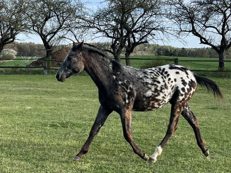 Appaloosa Mare 1 year  in Bites