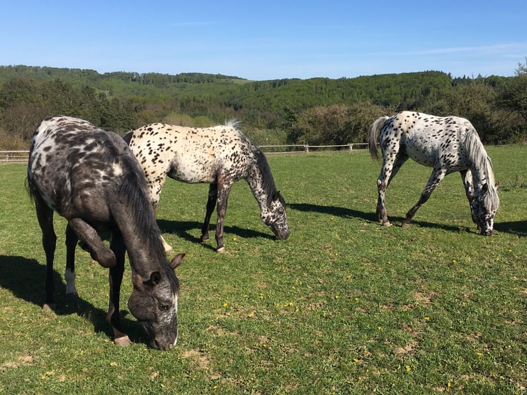 Appaloosa Mare 1 year  in Bites