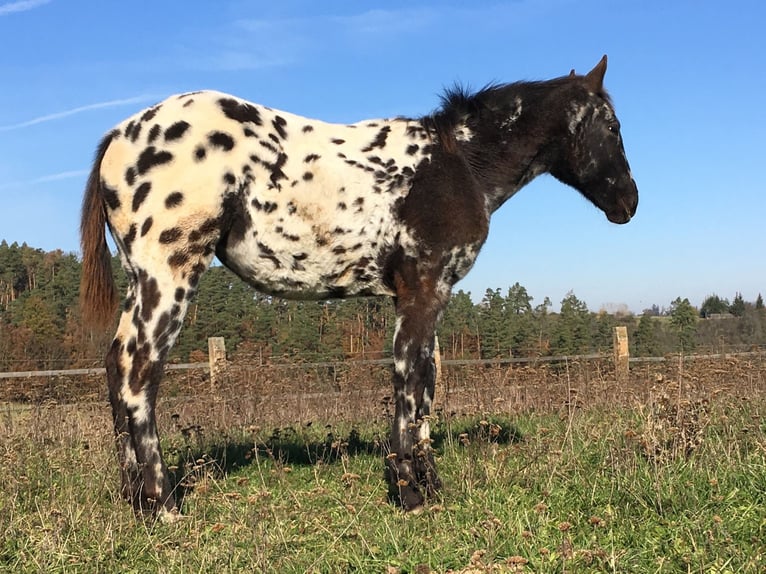 Appaloosa Mare 1 year in Brno