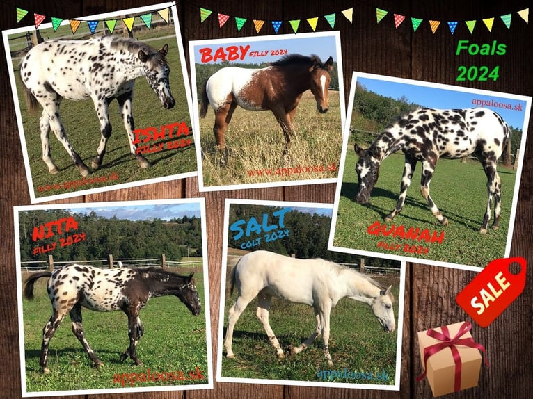 Appaloosa Mare 1 year in Brno