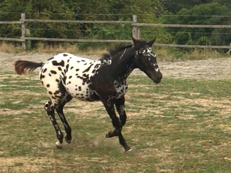 Appaloosa Mare 1 year in Brno