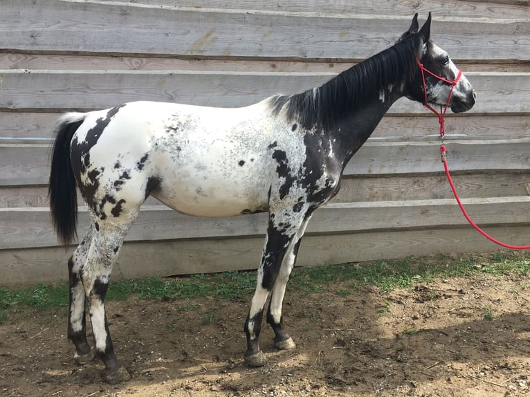 Appaloosa Mare 1 year in BRNO