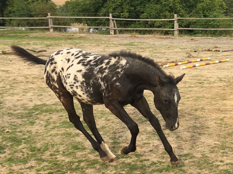 Appaloosa Mare 1 year in Brno