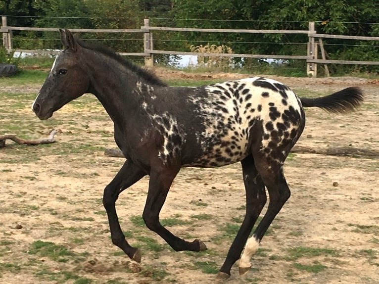 Appaloosa Mare 1 year in Brno