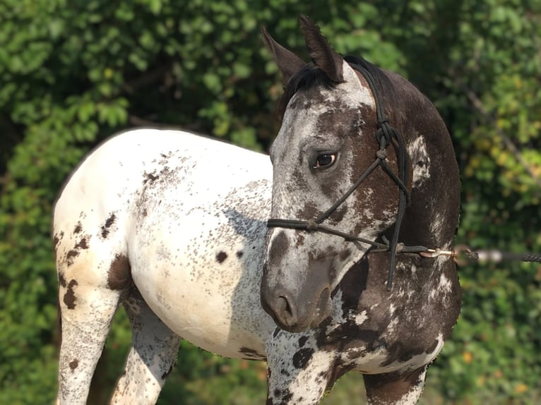 Appaloosa Mare 1 year in BRNO