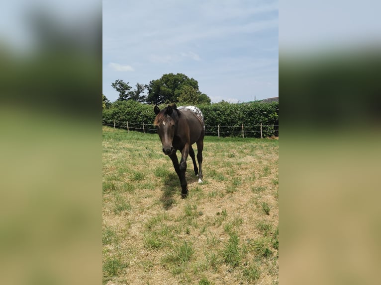 Appaloosa Mare 1 year Smoky-Black in La Chapelle-Saint-Laud