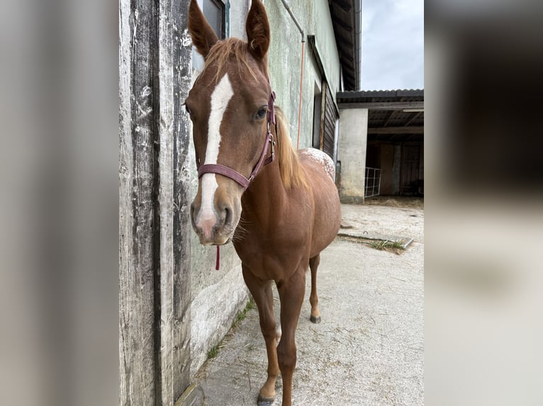 Appaloosa Mix Mare 1 year in M&#xFC;nzbach