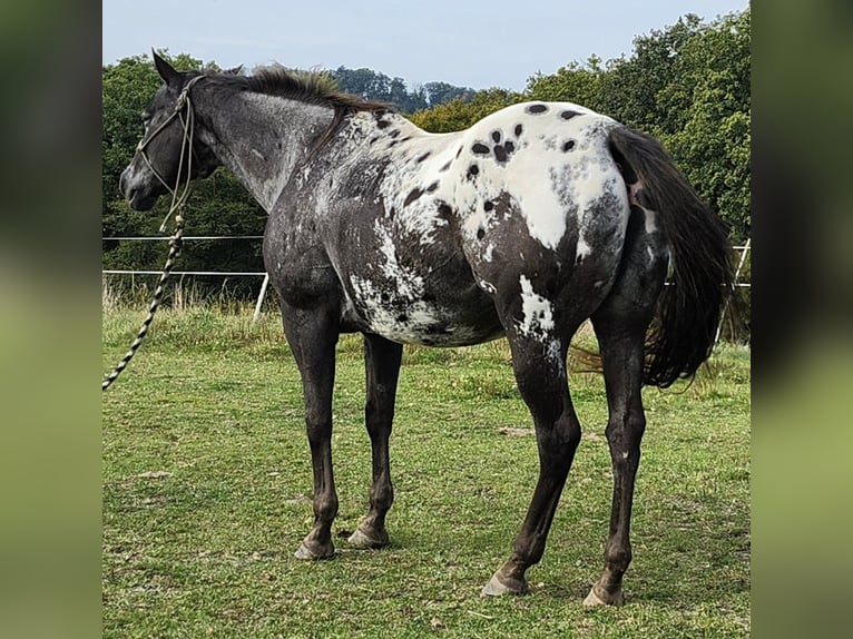 Appaloosa Mare 20 years 14,3 hh Grullo in Luxemburg