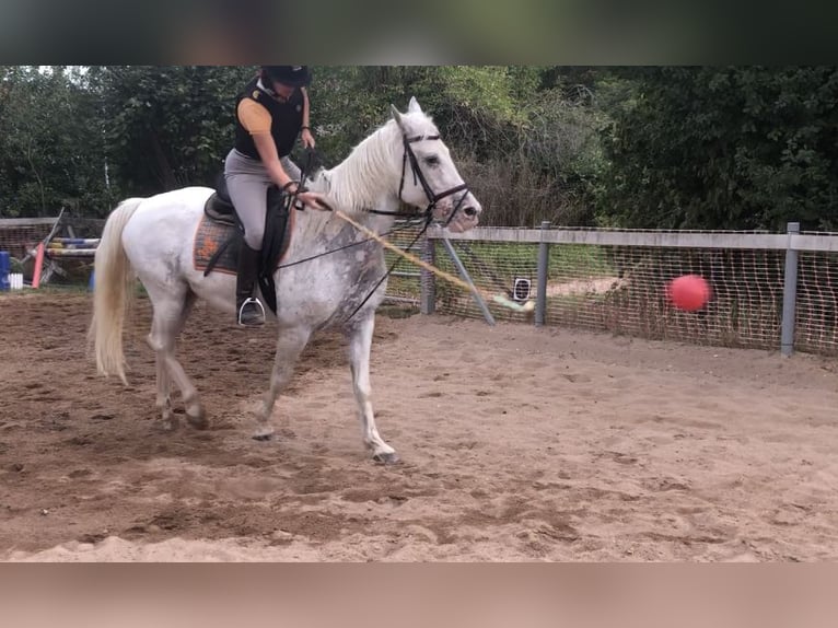 Appaloosa Mare 20 years 15,1 hh Gray in Mainbernheim