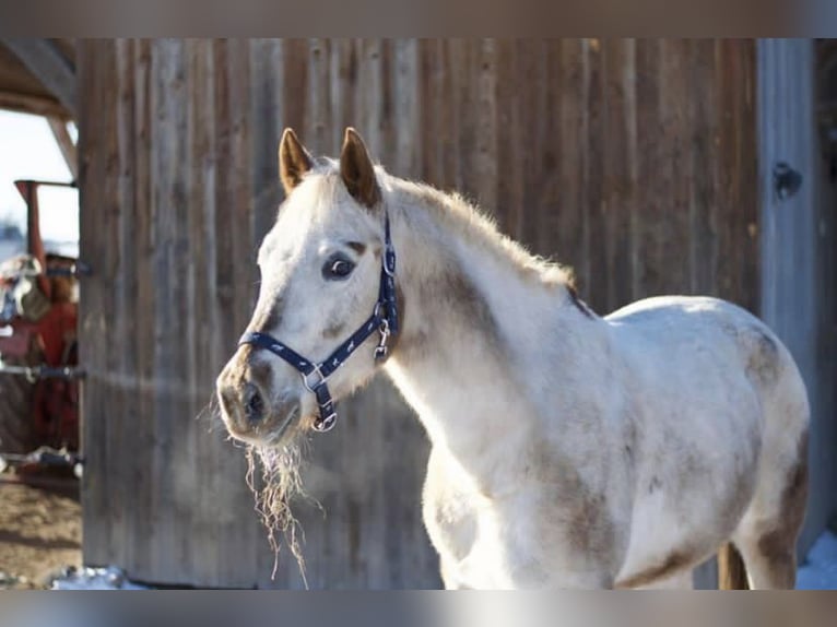 Appaloosa Mare 20 years 15 hh Brown Falb mold in Pappenheim