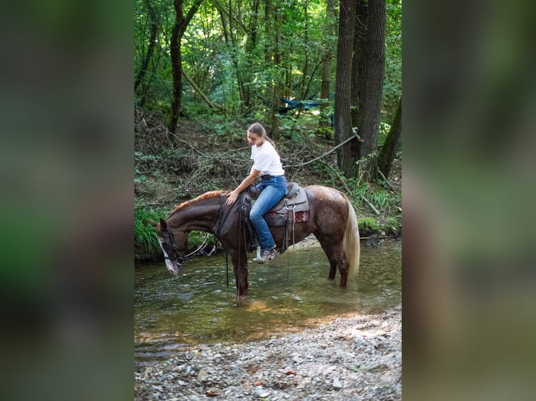 Appaloosa Mare 21 years 14,2 hh Leopard-Piebald in Missaglia