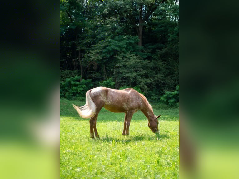 Appaloosa Mare 21 years 14,2 hh Leopard-Piebald in Missaglia