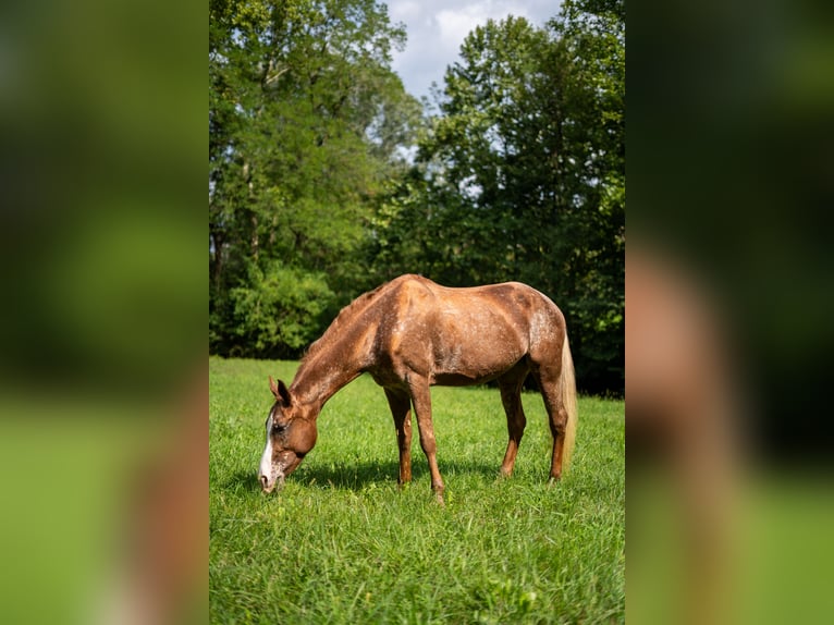 Appaloosa Mare 21 years 14,2 hh Leopard-Piebald in Missaglia