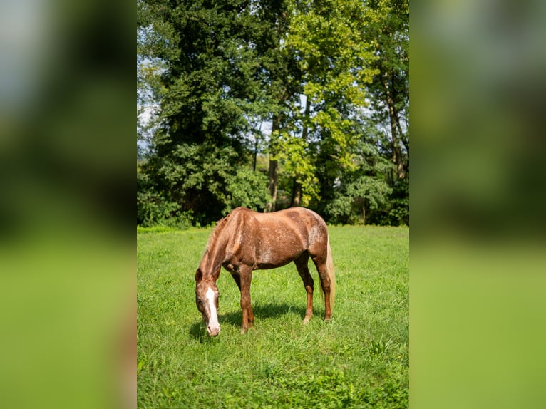 Appaloosa Mare 21 years 14,2 hh Leopard-Piebald in Missaglia