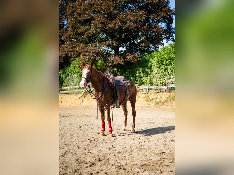 Appaloosa Mare 21 years 14,2 hh Leopard-Piebald in Missaglia