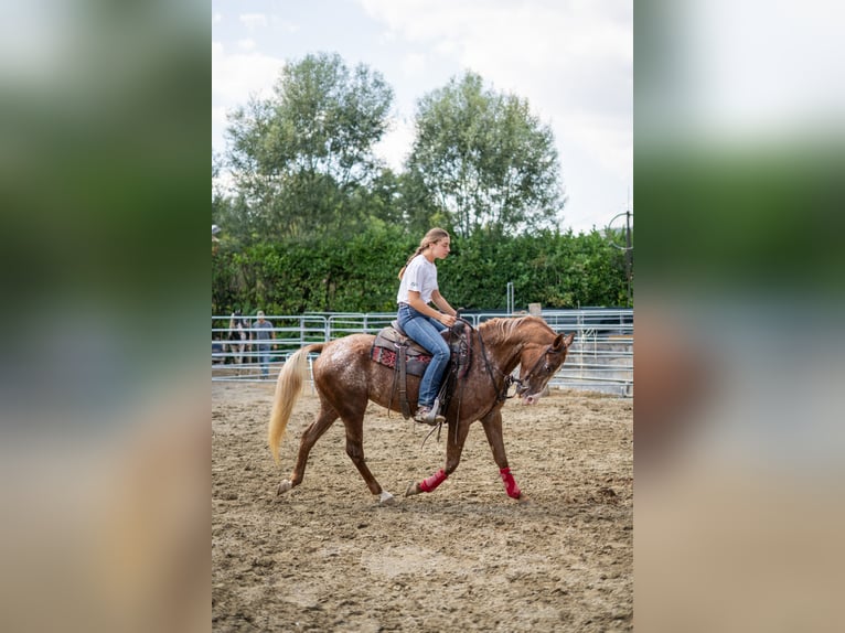 Appaloosa Mare 21 years 14,2 hh Leopard-Piebald in Missaglia