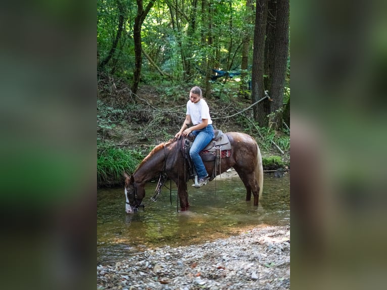 Appaloosa Mare 21 years 14,2 hh Leopard-Piebald in Missaglia