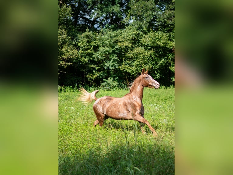 Appaloosa Mare 21 years 14,2 hh Leopard-Piebald in Missaglia