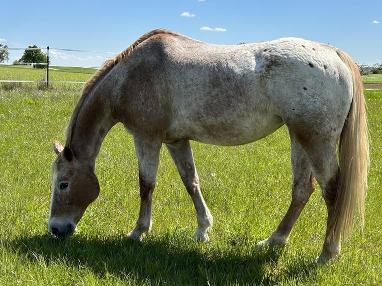 Appaloosa Mare 21 years 16,2 hh Gray-Red-Tan in Schwäbisch Hall