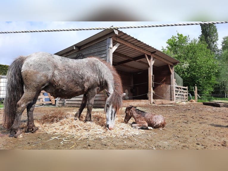 Appaloosa Mare 25 years 8,3 hh Leopard-Piebald in Vremde